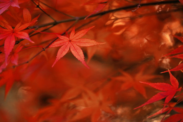 特写照片的日本枫叶闪耀美丽的红色图片下载