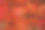 特写照片的日本枫叶闪耀美丽的红色图片下载
