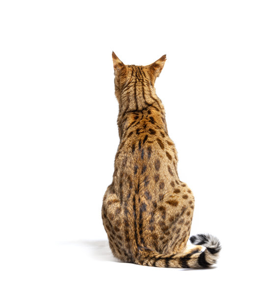 一只大草原F1猫从后面向后看，孤立在白色上图片下载