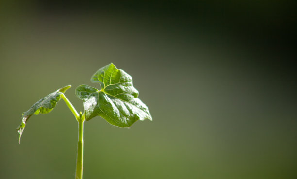 豆芽，植物的两片叶片与浅的景深上模糊的背景。图片下载
