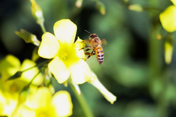 蜜蜂靠近一片黄色的花瓣图片下载