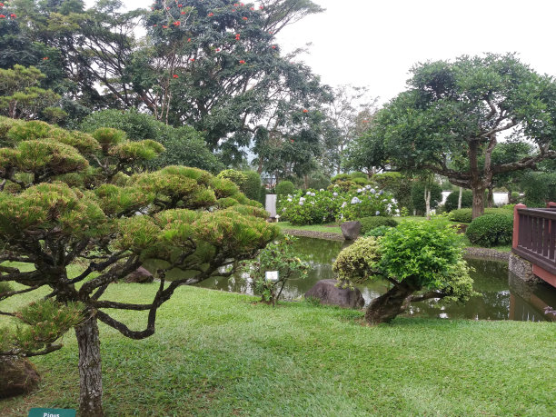 夏天花园里有很多阴凉的小树图片下载