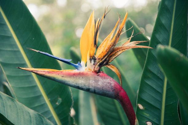 天堂鸟花图片下载