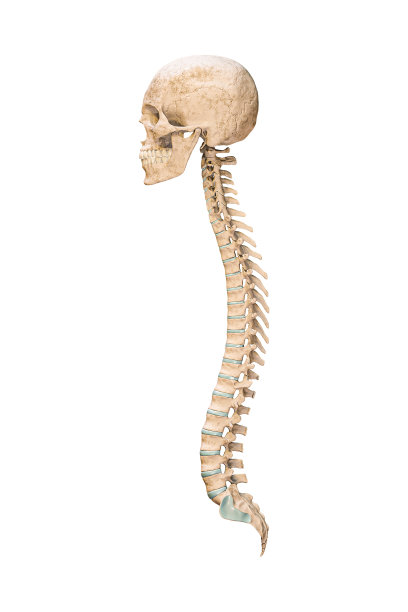 准确的侧位或侧位视图与头骨分离在白底3D渲染插图。空白的解剖图。解剖、医学、骨科保健、科学概念。图片下载