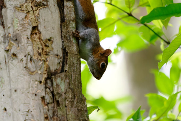 树上一只松鼠的特写图片下载