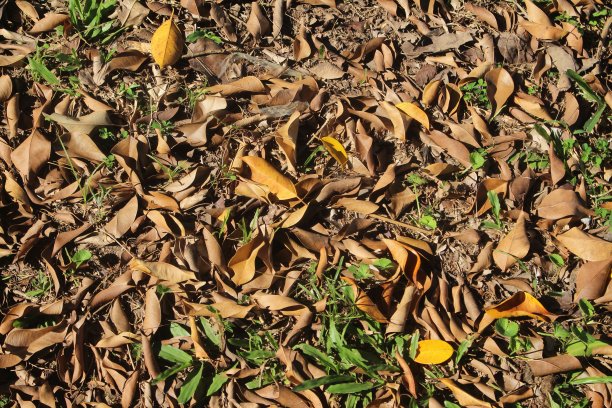 落叶的背景图片下载