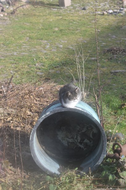 一只短毛猫在铜壶上。图片下载