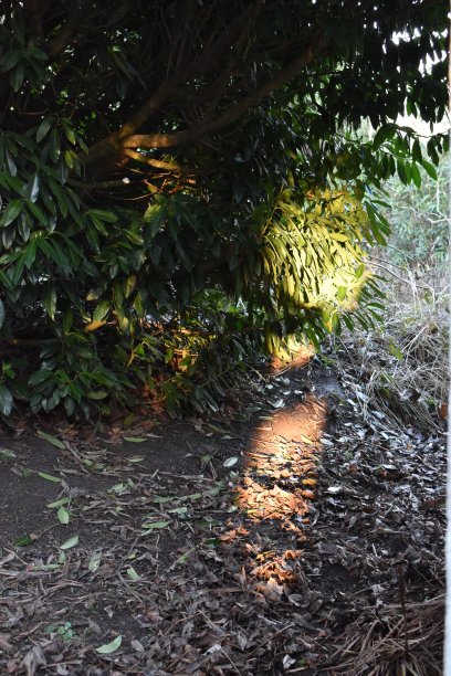 有太阳黑子的路径形成了美丽宁静的氛围——傍晚的阳光。图片下载