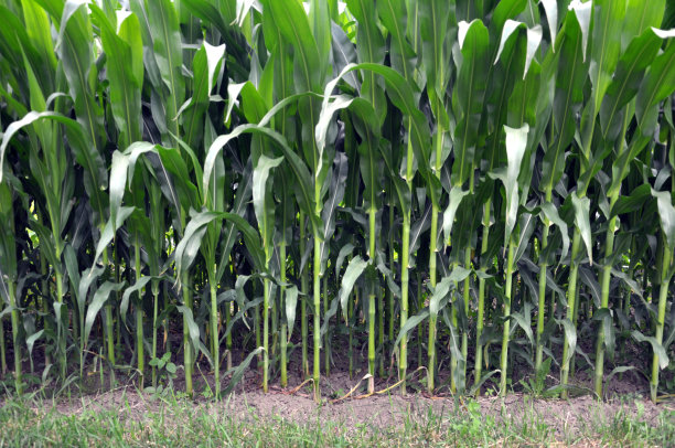 玉米幼苗的绿色植株图片下载