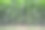 玉米幼苗的绿色植株图片下载