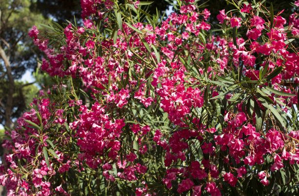 夹竹桃牵牛花，surfinia, Alley, path, lane, arrangement，图片下载