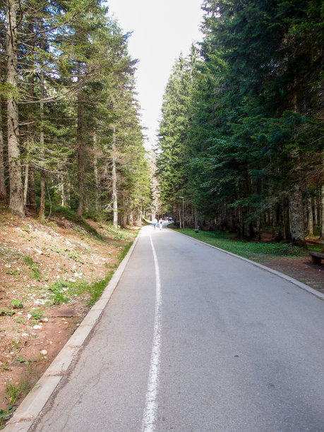 森林中高大的树木之间的路。图片下载