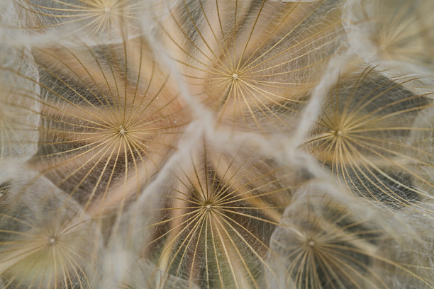 蒲公英种子闭合。花卉背景，屏幕保护程序，照片墙纸，明信片。图片下载