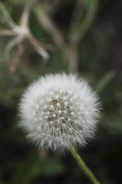 蒲公英种子闭合。垂直花卉背景，屏幕保护程序，照片墙纸，明信片，故事的背景。图片下载