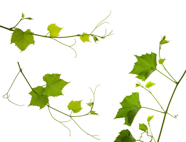 固定:白色背景上有叶孤立的藤蔓。有机绿色葡萄的旗帜。夏天。酒的一天。图片下载