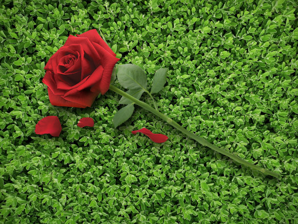 红玫瑰草墙纹理为背景设计，情人节概念图片下载