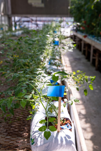 研发温室里的番茄图片下载