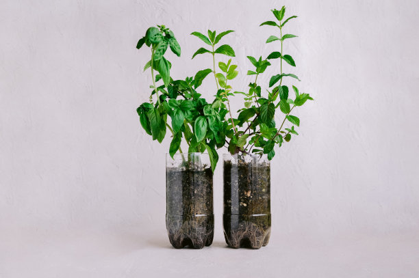 回收塑料瓶园艺。花园在家里。再利用和回收的概念。拯救环境，保护我们的地球图片下载