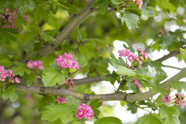 装饰特里山楂花与粉红色的花的背景图片下载
