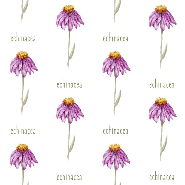 水彩无缝图案与花松果菊。图片下载