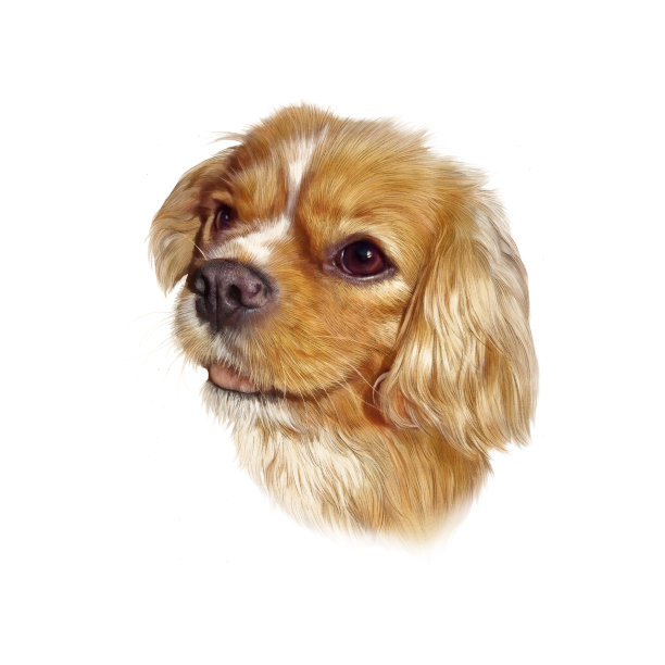 孤立于白底的英国可卡犬图片下载