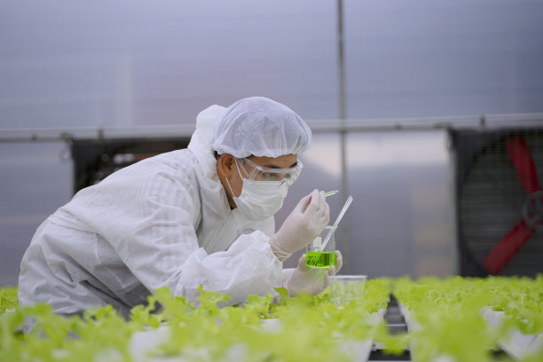 企业家在水培农场工作。温室中形成的蔬菜。图片下载