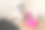 白杰克罗素小狗躺在笔记本电脑前，旁边是一只充气的火烈鸟，概念图片下载