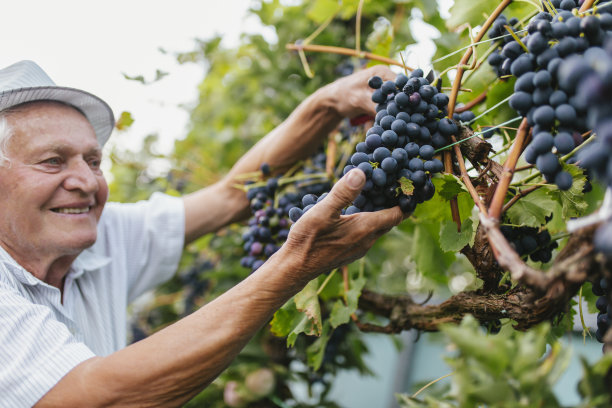 一位老人在葡萄园里收割葡萄图片下载