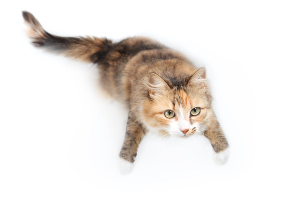 可爱的猫用后腿站着看镜头。图片下载