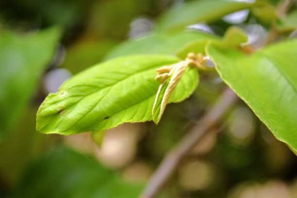 植物叶片特写图片下载
