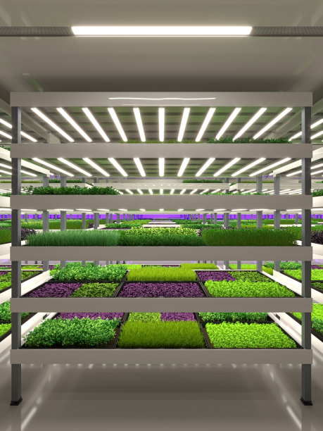 室内垂直农场。水培微绿色植物工厂。植物靠led灯生长。可持续农业为未来粮食。3 d演示。图片下载