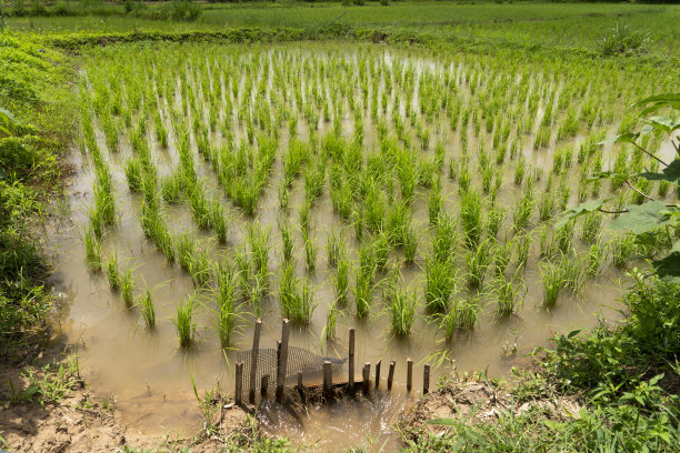 泰国的稻田景观图片下载