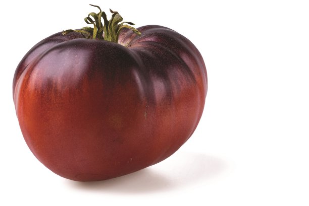 黑色番茄孤立在白色背景的近距离观察。图片下载