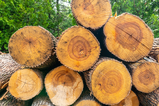野生森林中的伐木场。树干堆在木材厂。伐木业是森林中的木材工业。松木和云杉作为木材树干，木材工业。图片下载