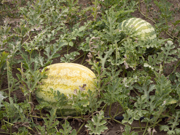 有机种植园里种植的西瓜。可持续发展概念图片下载