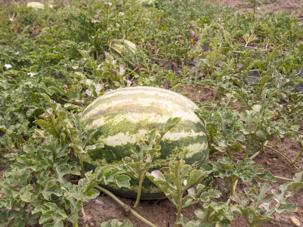 有机种植园里种植的西瓜。可持续发展概念图片下载