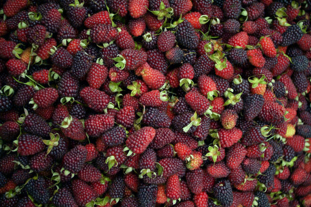 黑莓背景纹理水果质地图片下载