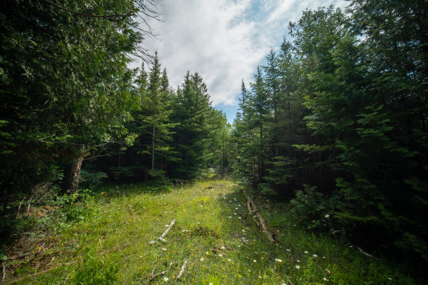 野松林中的乡间小路。在乡村旅游和探索自然。森林径景景观。林间小路或单行道和高大的野生云杉绿树。田园诗般的森林场景图片下载