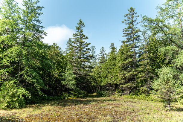 野松林中的乡间小路。在乡村旅游和探索自然。森林径景景观。林间小路或单行道和高大的野生云杉绿树。田园诗般的森林场景图片下载