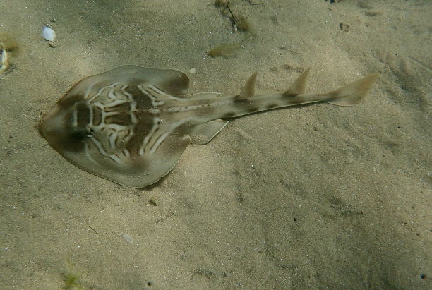 雷提琴手图片下载