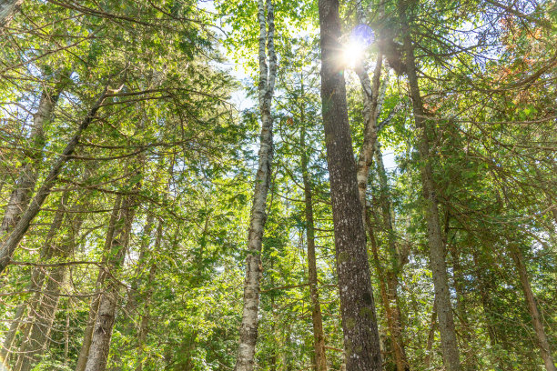 在加拿大安大略省的常绿野生森林中高大的老树的底部视图。抬头望着云杉，树冠在树林里的枝桠间。图片下载