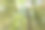 在加拿大安大略省的常绿野生森林中高大的老树的底部视图。抬头望着云杉，树冠在树林里的枝桠间。图片下载