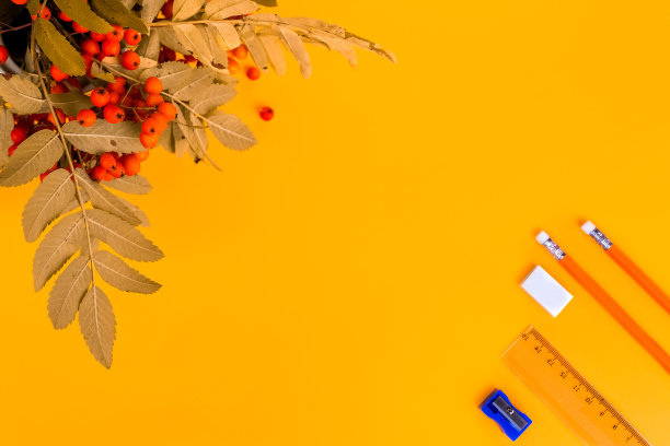 黄色背景与花楸浆果和文具。“回到学校”的概念。铅笔，橡皮，卷笔刀，圆规，尺子和花楸子。从以上观点。空间的文本。本空间图片下载