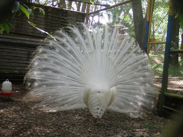 动物园里的白孔雀(pavo cristatus)是一种白化孔雀，包括一种罕见的孔雀。成年雄鸟体型庞大，身长可达230厘米，尾盖很长。头上有一个冠。图片下载