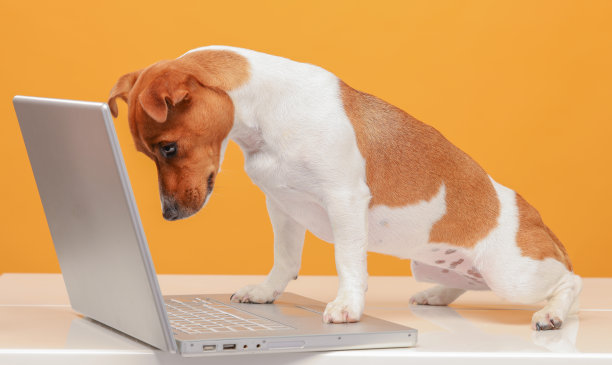 这只狗使用笔记本电脑。杰克罗素梗看东西，与人交流，使用笔记本电脑在一个黄色背景隔离。图片下载
