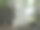 动物园里的白孔雀(pavo cristatus)是一种白化孔雀，包括一种罕见的孔雀。成年雄鸟体型庞大，身长可达230厘米，尾盖很长。头上有一个冠。图片下载