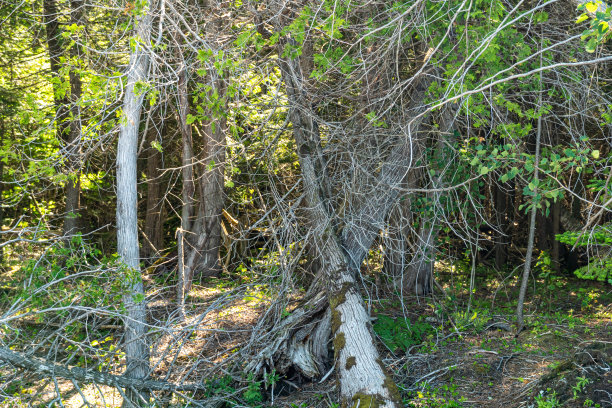 北美洲加拿大安大略省的林地。老死冷杉和云杉树的背景。休伦湖上的大沙滩——唱沙的野生森林。热门旅游景点。布鲁斯半岛。图片下载