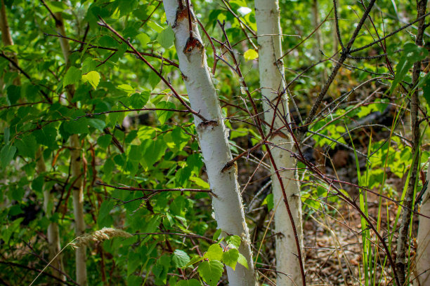 夏天的森林里，白桦树丛生图片下载