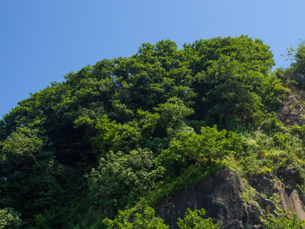 岩石山被森林覆盖。自然景观。美丽的悬崖。图片下载