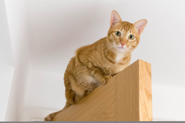 橙色的猫蹲在门上看着镜头图片下载